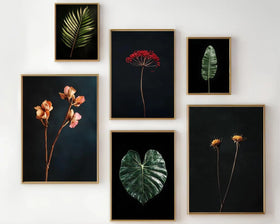 6 Pack Dark Floral Botanical Frame Set – Wildflower Abstract Wall Art